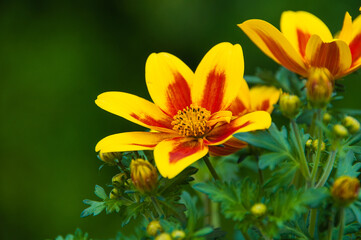 Blumen