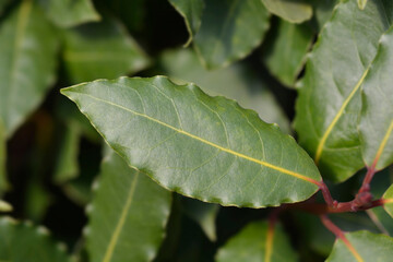Laurel leaves