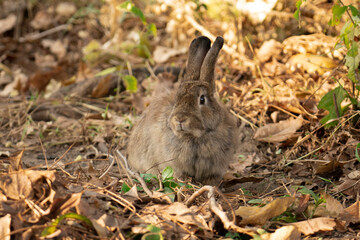 Fluffy brown rabbit in the forest