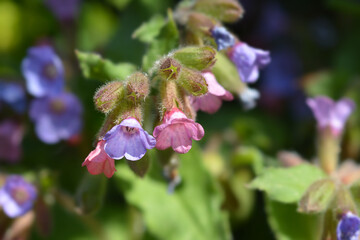 Common lungwort