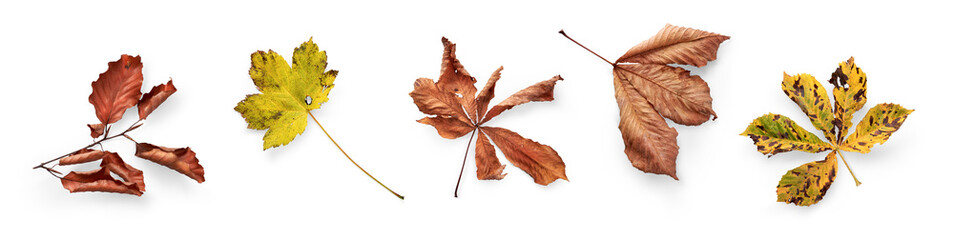 A collection of dried, dry autumn tree leaves isolated on a white background for autumn thanksgiving designs. High Resolution.