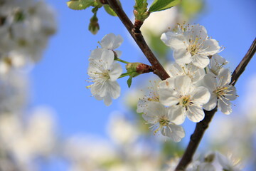 white flowers of a blooming cherry tree, spring
