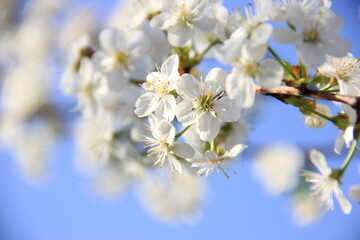white flowers of a blooming cherry tree, spring