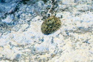 One of the rare species of air breathing sea slug,the celtic sea slug,  Thailand.