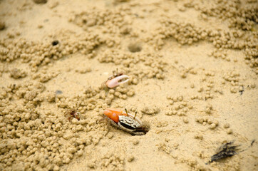 Fiddler Crab walking in mangrove forest at Lipe  island, Thailand