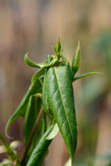Henrys honeysuckle