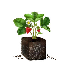 strawberry seedling, a young seedling in a fertile soil with roots, a clod of earth and a strawberry sprout, a growing concept. eco-soil substrate, hand-drawn, isolated on a white background