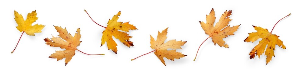 A collection of dry autumn Maple Tree leaves isolated against a white background. High Resolution.