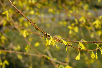 Weeping forsythia