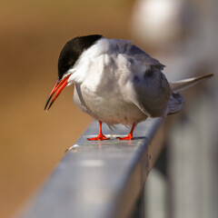 common tern