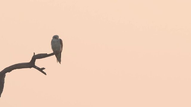 Full shot of black winged shouldered kite or elanus caeruleus perched on tree trunk during winter sunrise light at keoladeo national park bharatpur bird sanctuary rajasthan india