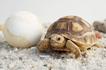 Africa spurred tortoise being born, Tortoise Hatching from Egg, Cute portrait of baby tortoise hatching, Birth of new life,Natural Habitat