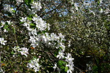 A branch of a blooming apple tree on a blurry background of white flowers and green leaves