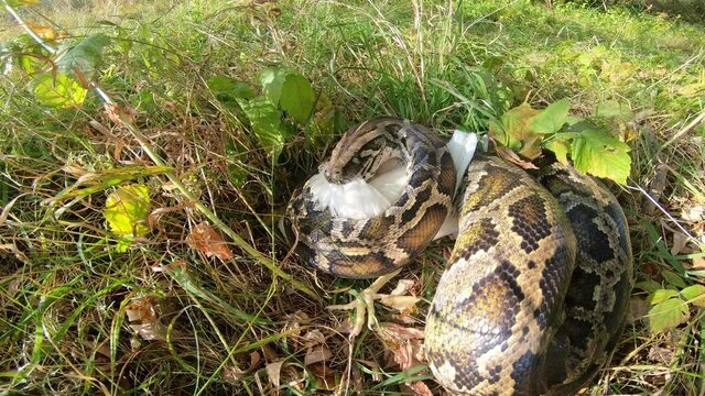 Close-up of a large spotted python snake in the grass, swallowing its prey. Boa constrictor wants to eat chicken. The largest snake in the wild.