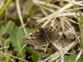 Dingy Skipper Butterfly Resting on Grass Chalkland