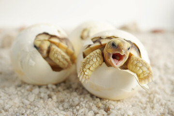 Africa spurred tortoise being born, Tortoise Hatching from Egg, Cute portrait of baby tortoise...