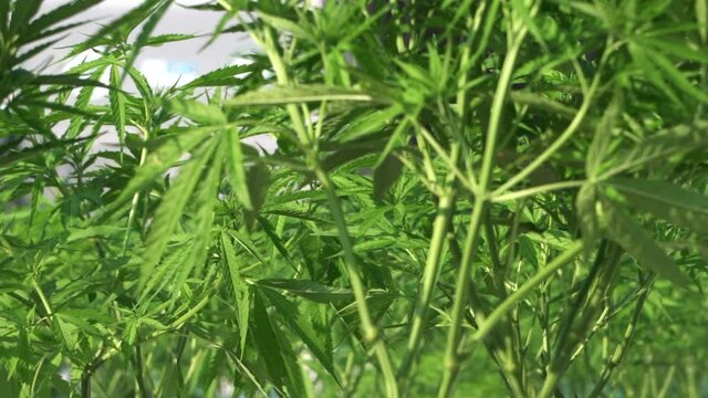 Cannabis marijuana farm for oil concentrate addictive herbal medical plant