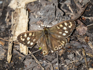 Speckled Wood Butterfly Resting on the Ground