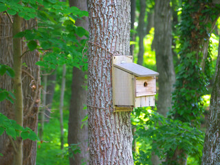 日本、森にある巣箱
