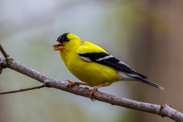 Close up of an American goldfinch (Spinus tristis) perched on a tree limb during spring. Selective focus, background blur and foreground blur.
