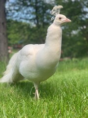 Albino Peacock