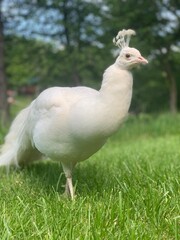 Albino Peacock