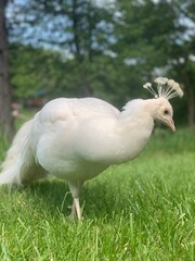 Albino Peacock