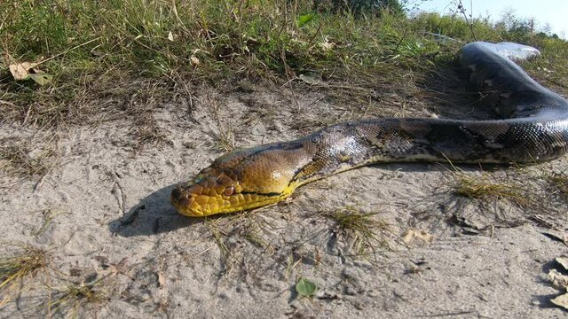 The big snake is motionless, waiting for its prey. The python went hunting