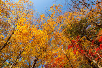 Seoraksan National Park in Autumn, Gangwon, South Korea
