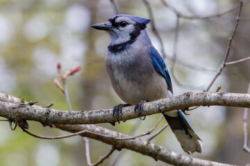 Close up of a Blue jay (Cyanocitta cristata) perched in a tree during spring. Selective focus, background blur and foreground blur.
