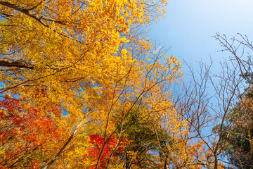 Seoraksan National Park in Autumn, Gangwon, South Korea