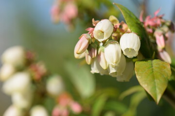 Blueberry flowers, bokeh background, closeup.