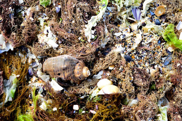 snail shell on a bed of dead algae - beach, sea, ocean, nature