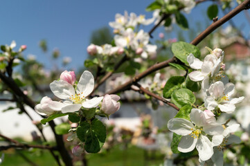 Blooming apple orchard in spring time