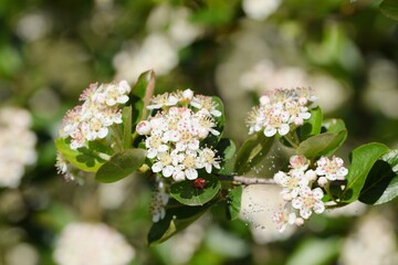 Chokeberries flowers, aronia blooming, spider's web on dew, bokeh background, beauty of nature