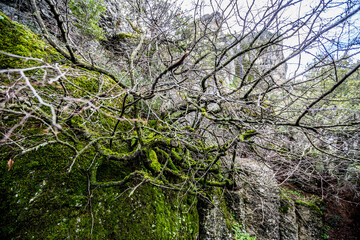 Creepy tree branches covered in moss under the green cliffs near the monasteries of Meteora, Greece, famous religious, Orthodox Christian, travel destination. 