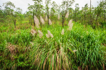 Miscanthus Flower