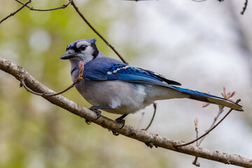 Close up of a Blue jay (Cyanocitta cristata) perched in a tree during spring. Selective focus, background blur and foreground blur.
