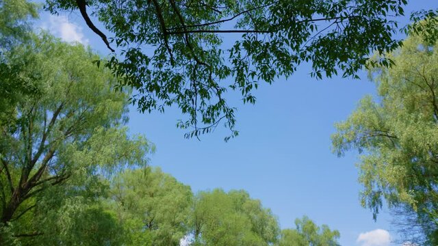 4k stock video footage of many different old spring green trees growing outside in forest. Branches with fresh young green foliage isolated on sunny clear blue sky background