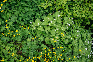 Spring flowers and plants