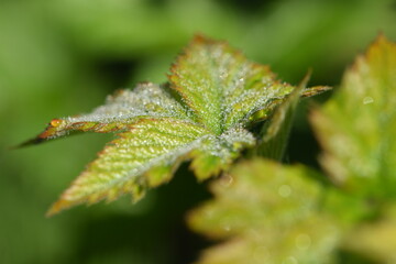 Blackberry leaves with drops of dew, spring leaves