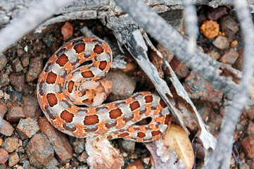 Dangerous tailed viper or Bitis caudalis lurks on the trail.