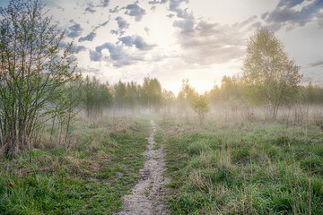 Obraz premium Morning in the forest. The first rays of the sun appear on the horizon behind the trees. Fog is spreading across the field