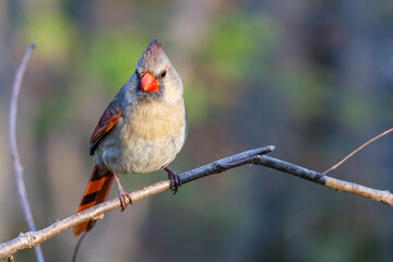 Female Northern cardinal (Cardinalis cardinalis) perched on a tree limb during spring. Selective focus, background blur and foreground blur.
