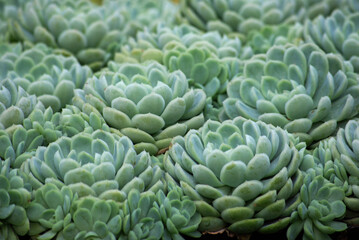 Joubarbe  sempervivum