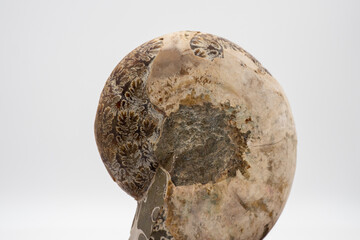 クローズアップしたアンモナイト化石（裏面）