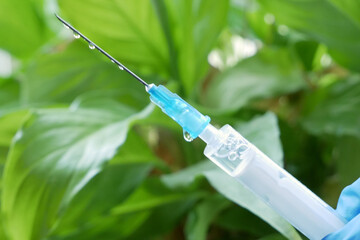 hand with syringe and sick home plant because of parasites, water or wrong temperature, gardening...
