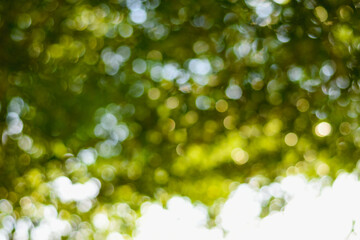 Obraz premium green leaves in the sunlight