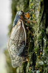 A grey-eyed 17-year Brood X cicada completes its transformation as it clings to the rough bark of a tree.