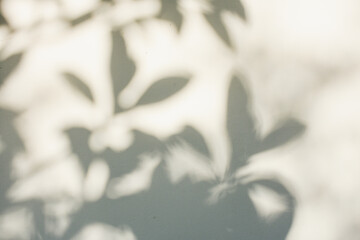 The gray shadow of the leaves on the white wall Abstract neutral natural concept background Spaces for text and design